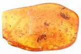 Fossil Scuttle Fly, Barklouse, Beetle & True Midge In Baltic Amber #325368-1
